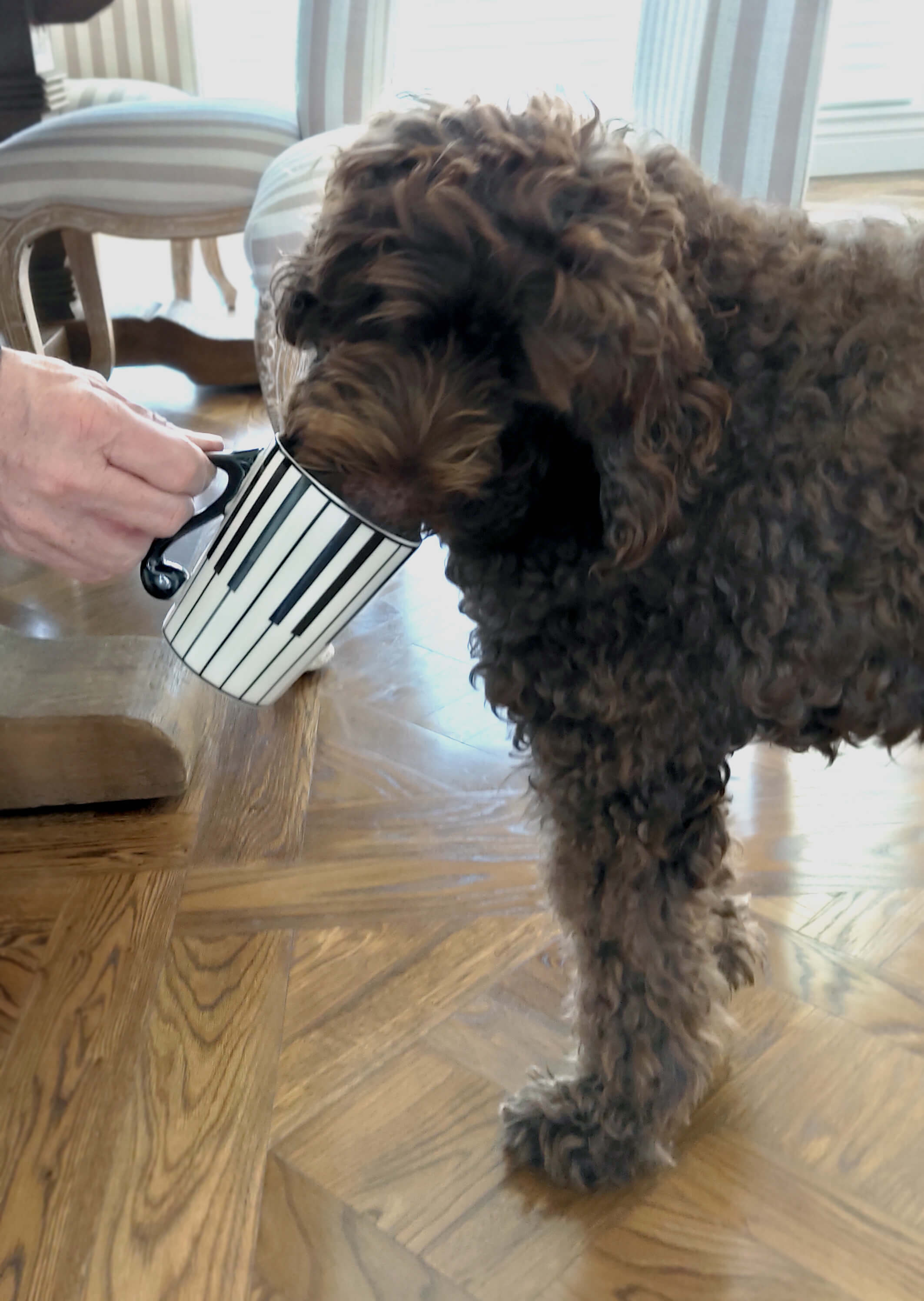 Dog drinking coffee